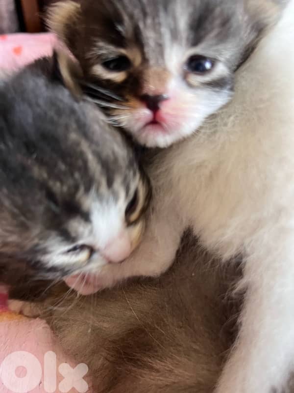 british + turkish mix 2