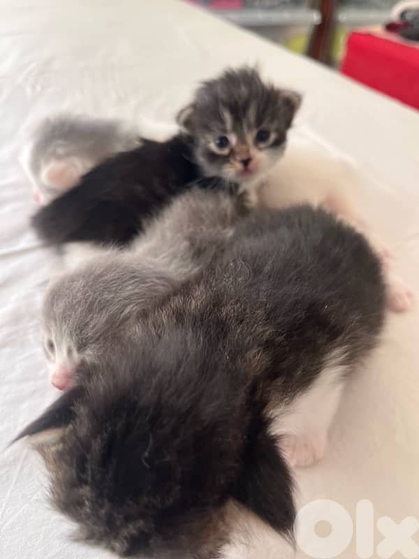 british + turkish mix 3