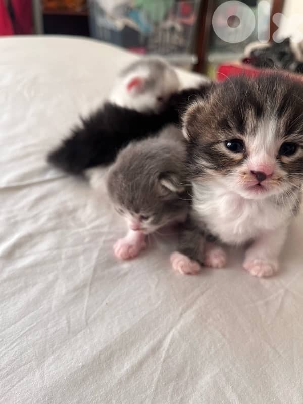 british + turkish mix 4