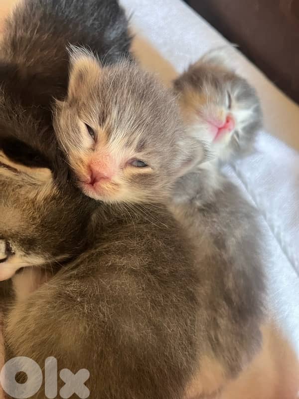 british + turkish mix 5