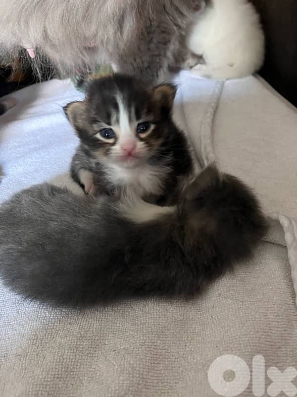 british + turkish mix 6