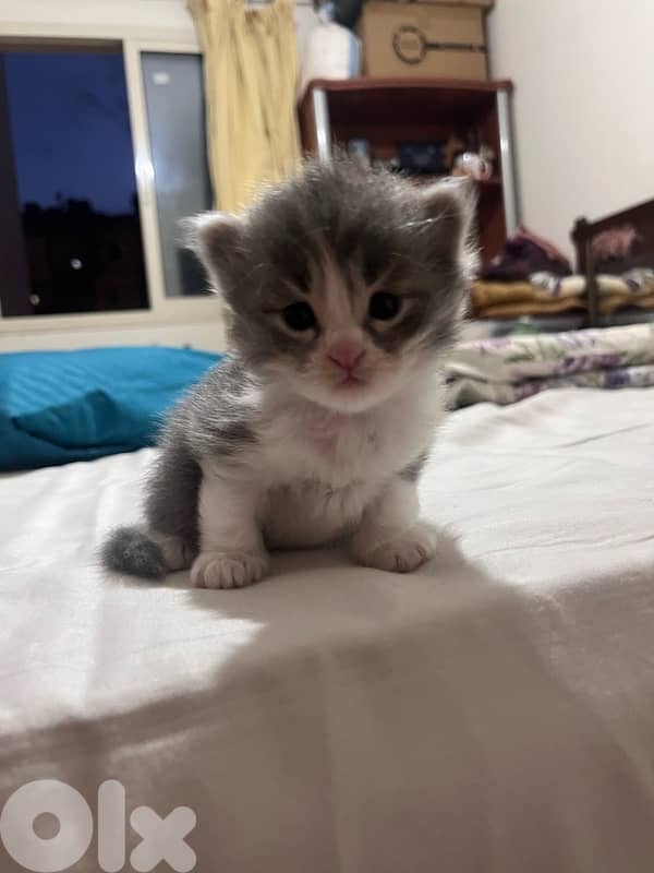 british + turkish mix 7