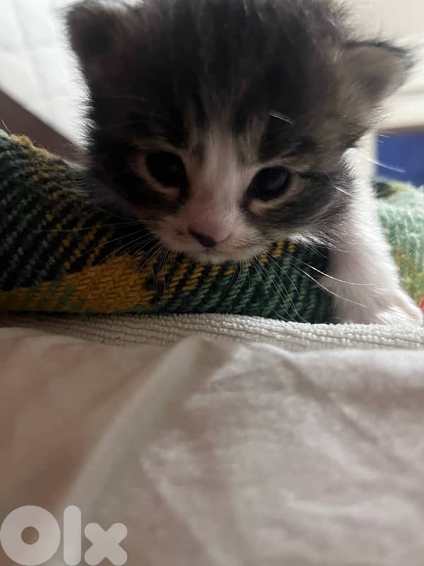 british + turkish mix 8