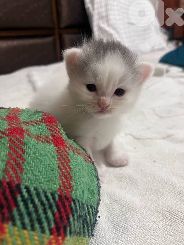 british + turkish mix 9