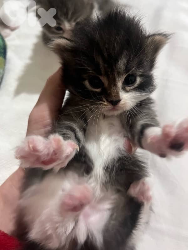 british + turkish mix 10