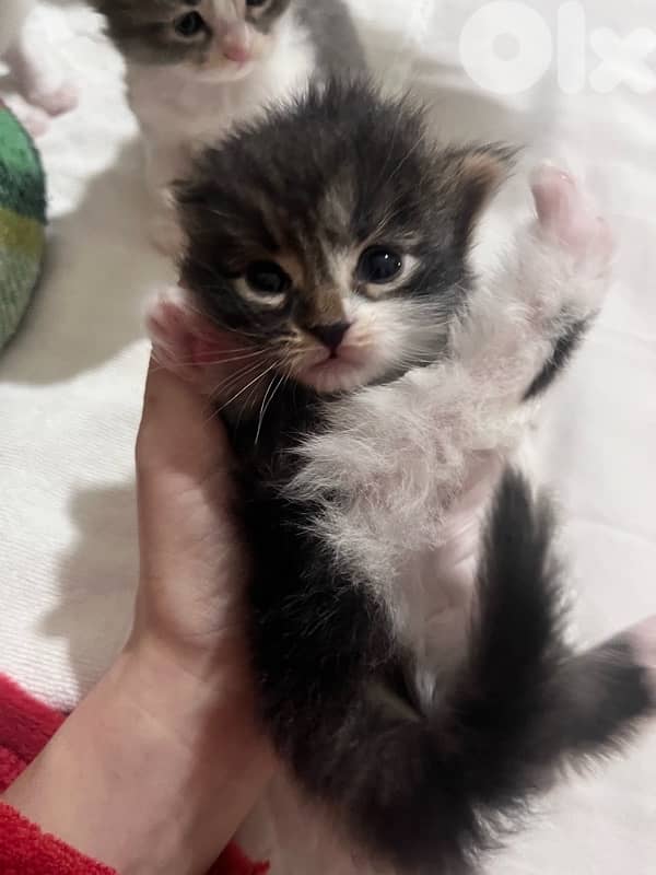 british + turkish mix 11