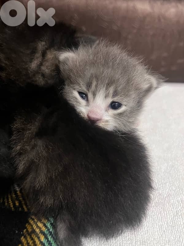 british + turkish mix 12