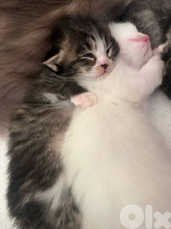 british + turkish mix 13