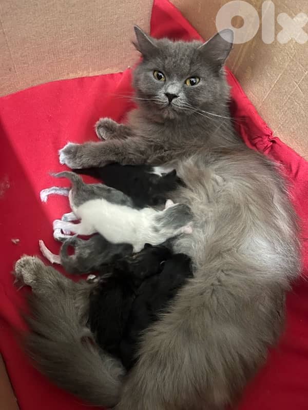 british + turkish mix 14