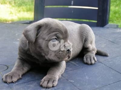 Unique blue color Cane Corso puppy available