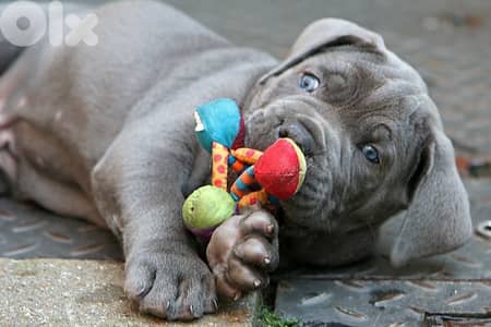 Unique Cane Corso Blue color available