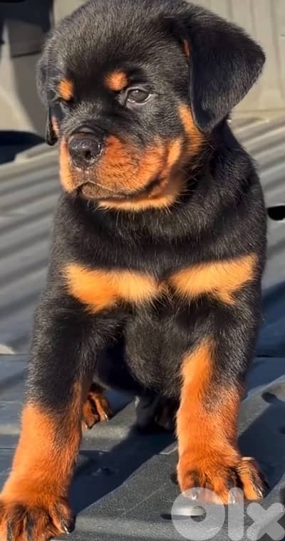Majestical Rottweiler puppy pure breed /Dog Delivery / كلاب كلب جرو