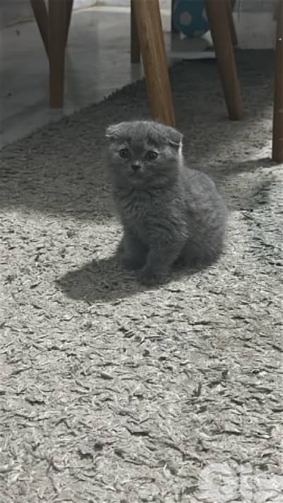 Marble males and females