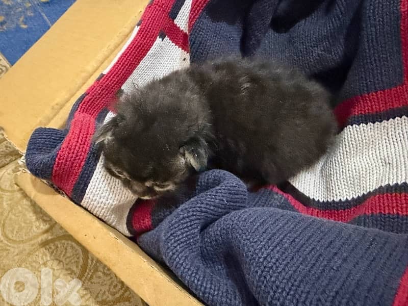 kitten for Adoption 1