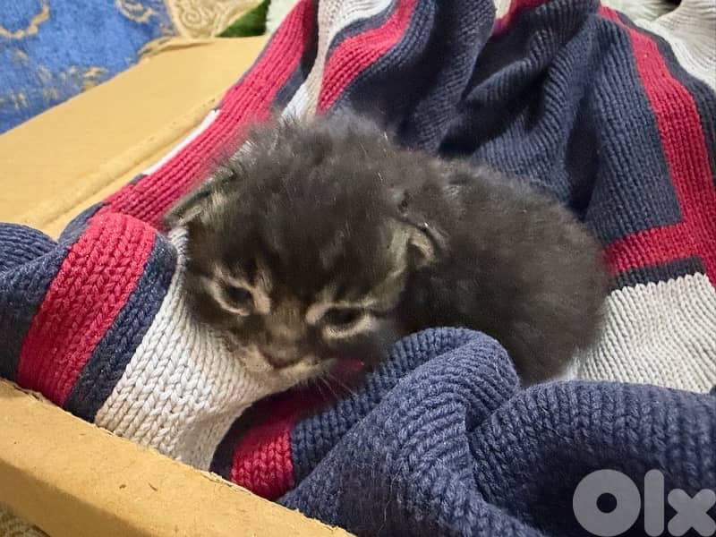 kitten for Adoption 2