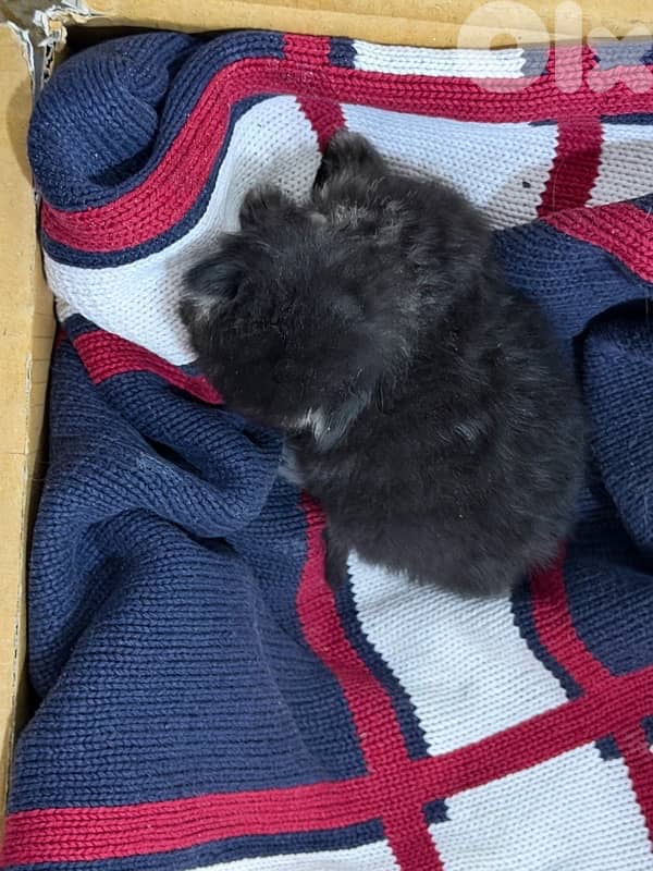 kitten for Adoption 3