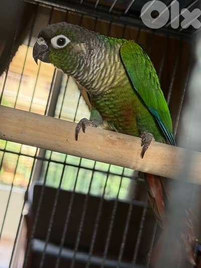 ذكر كنيور جاهز