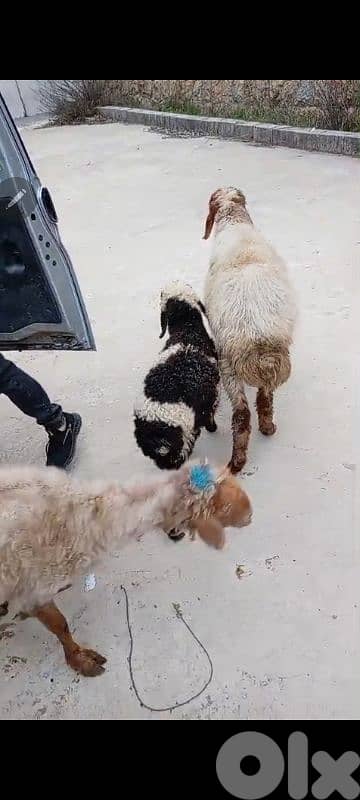 غنمة مع بنتا