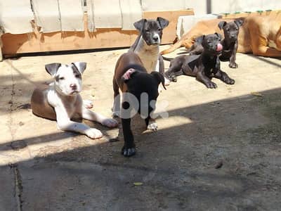Pitbull puppies for sale