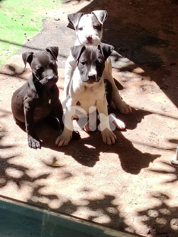 Pitbull puppies for sale 1