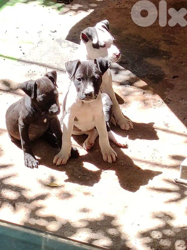 Pitbull puppies for sale 2