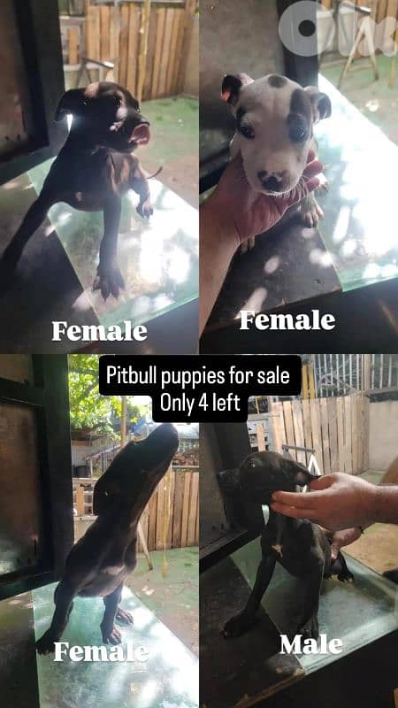 Pitbull puppies for sale 3