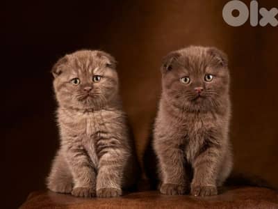 Scottish Fold Chocolate Kittens in store