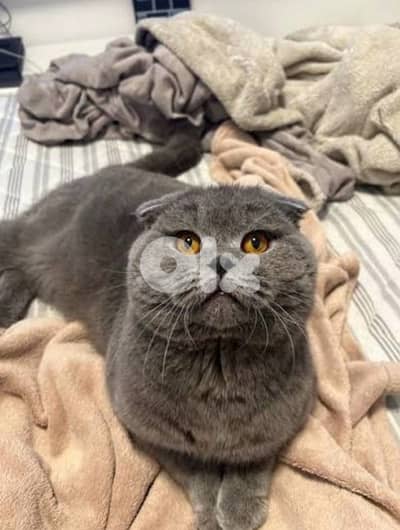 Premium Scotish fold Male