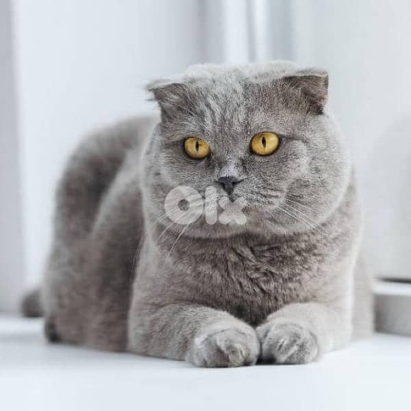 Premium Scotish fold Male 1