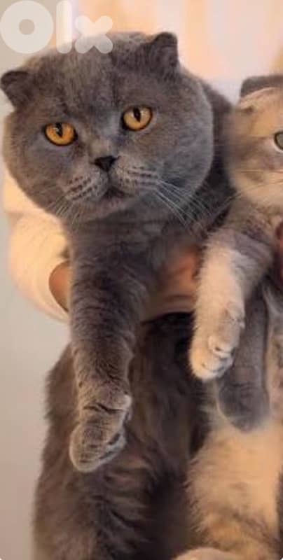 Premium Scotish fold Male 2