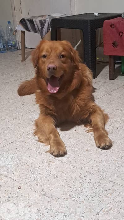 Friendly dog for sale