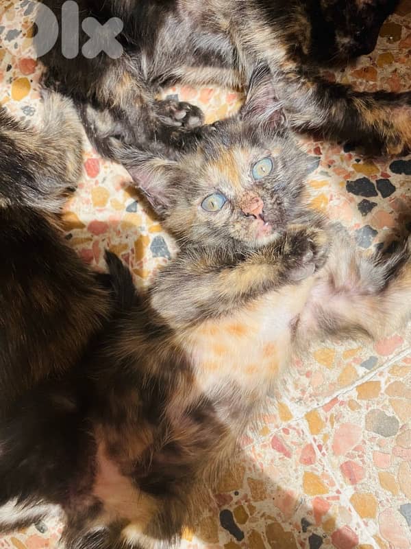 kitten for adoption 1