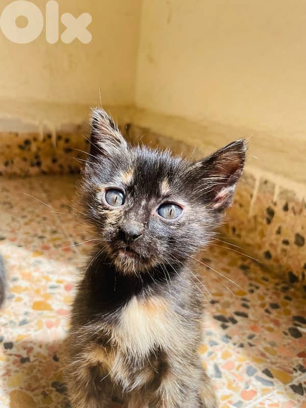 kitten for adoption 2