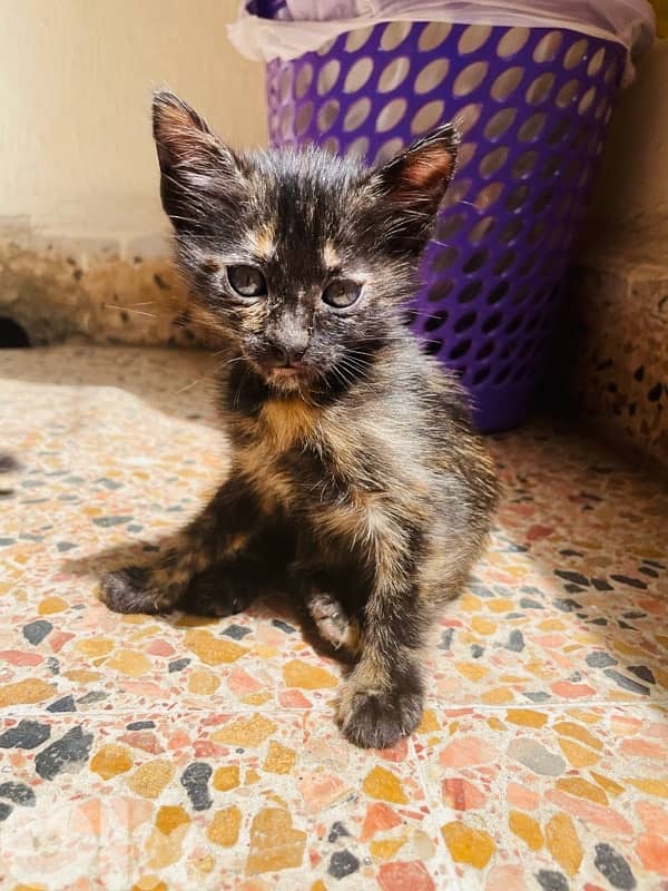 kitten for adoption 3