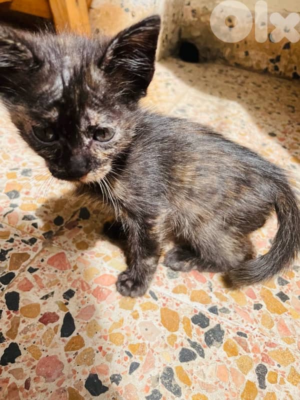 kitten for adoption 4