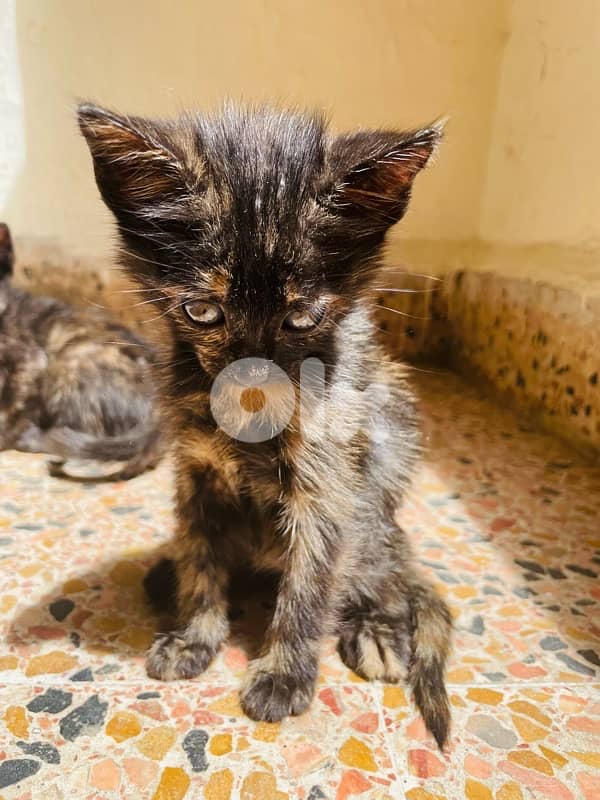 kitten for adoption 5