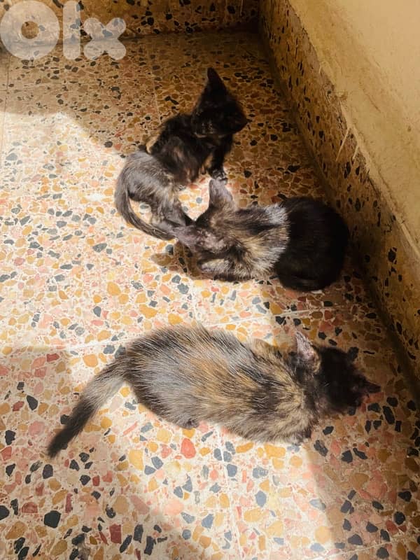 kitten for adoption 6