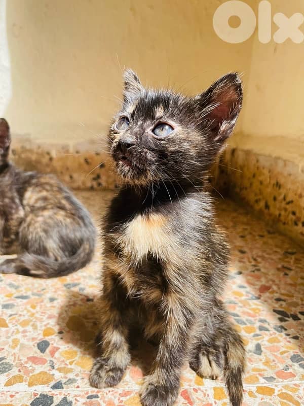 kitten for adoption 7