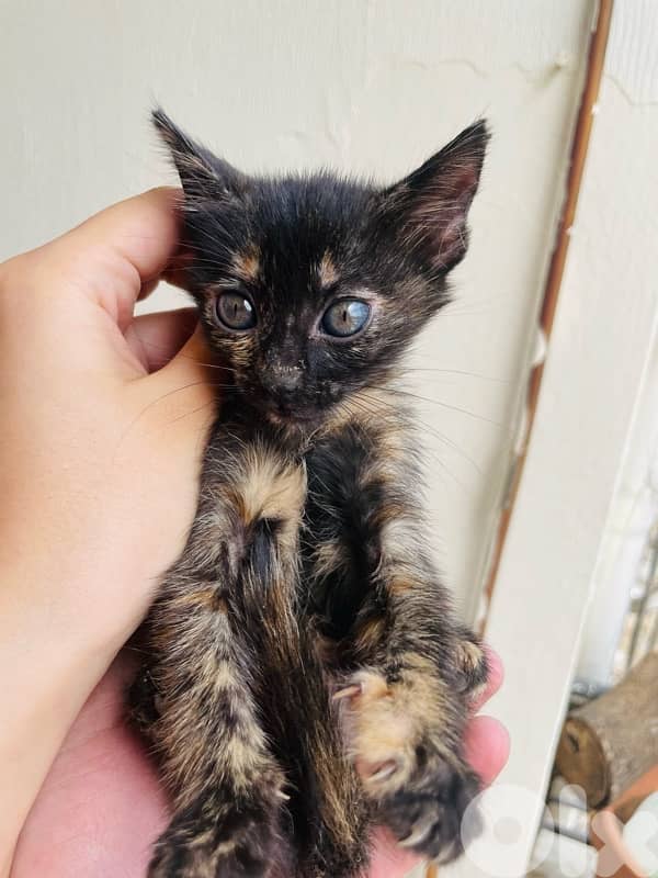 kitten for adoption 8