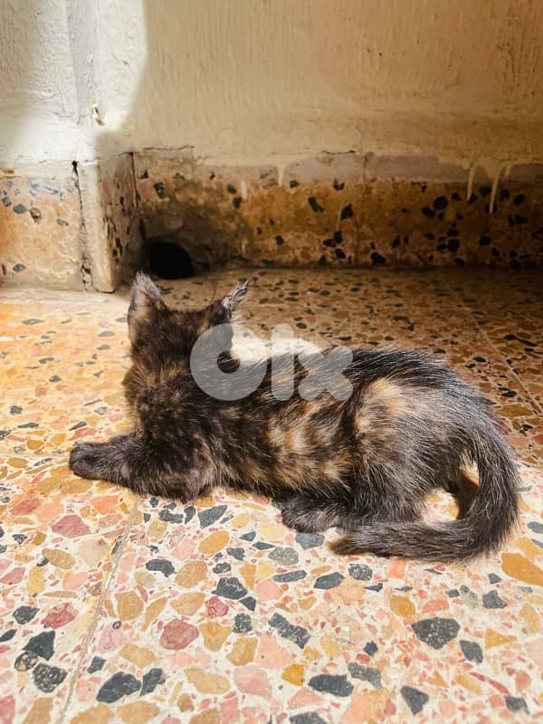 kitten for adoption 9