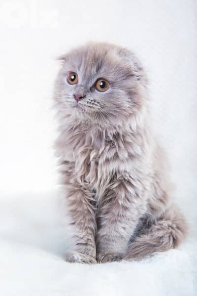 Premium British fold female Kitten