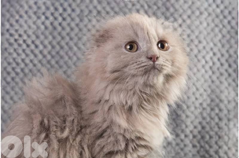 Premium British fold female Kitten 1