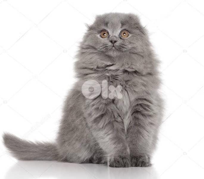 Premium British fold female Kitten 2