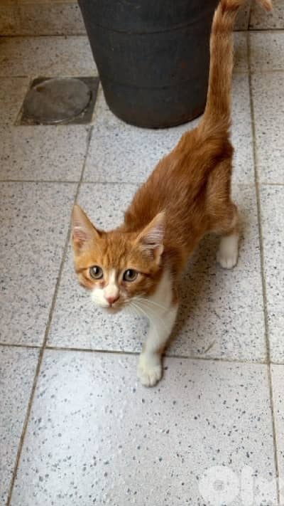 stray kitten for adoption