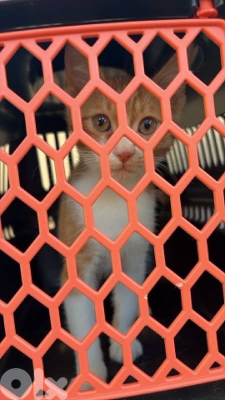 stray kitten for adoption 1