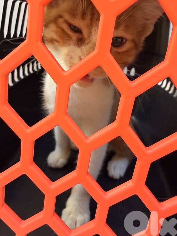 stray kitten for adoption 2