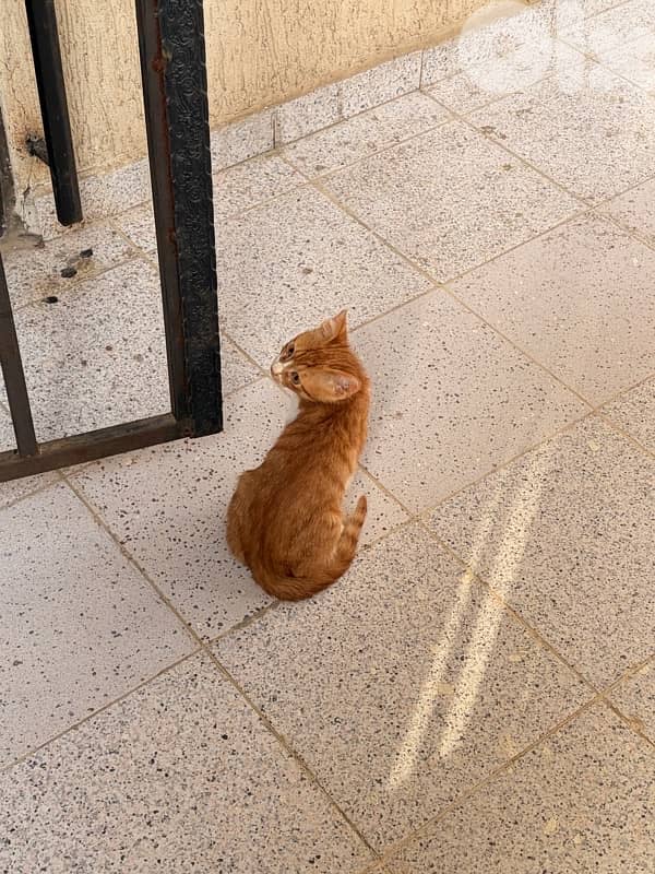 stray kitten for adoption 3