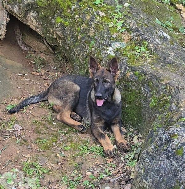 Puppies German shepherd  working sable 6