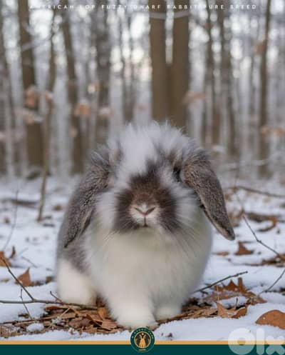 جميع سلالات الأرانب أجنبية نقية -  rabbit pure breed