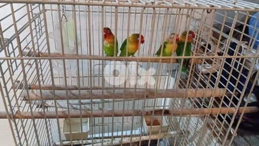 4 Rimage Birds + big cage